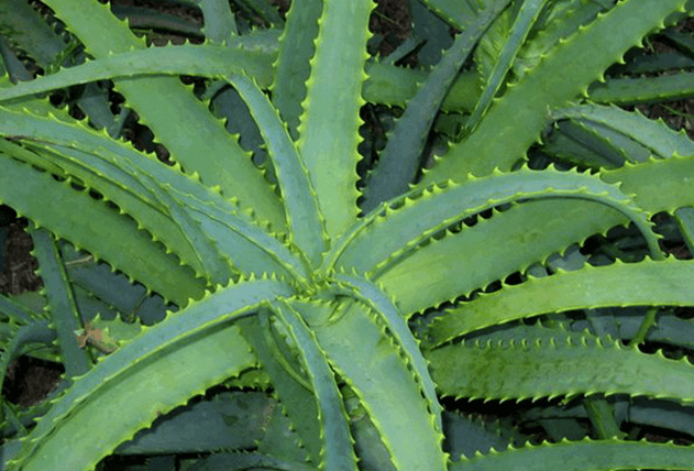 Kalanchoe behandelt männliche Beschwerden